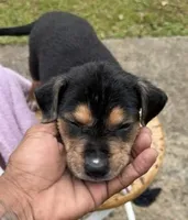 Apollo, a male American Bully and Labrador Retriever for sale in Stone Mountain, GA – 2 of 9