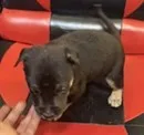 Atlas, a male American Bully and Labrador Retriever for sale in Stone Mountain, GA – 4 of 7