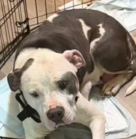 Apollo, a male American Bully and Labrador Retriever for sale in Stone Mountain, GA – 9 of 9