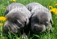 processed/96d272f8-f5d4-4798-bc02-7594a550b893/facility/f2a1964d-75cc-49b4-bb8c-ecb5376ebd84