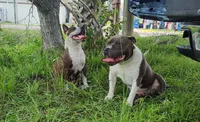 TBD, a male Australian Cattle Dog and American Bully for sale in Jacksonville, FL – 4 of 4
