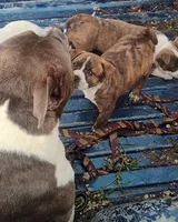 TBD, a male Australian Cattle Dog and American Bully for sale in Jacksonville, FL – 2 of 4