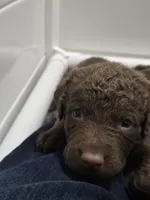 processed/96d3c83a-f3b1-425d-9aa3-b8de63a5712f/listing/d639bfb4-4f50-46cf-9421-7f847ae4a94f/c9252437-ec12-47fc-b8b8-3bba0a531d1b