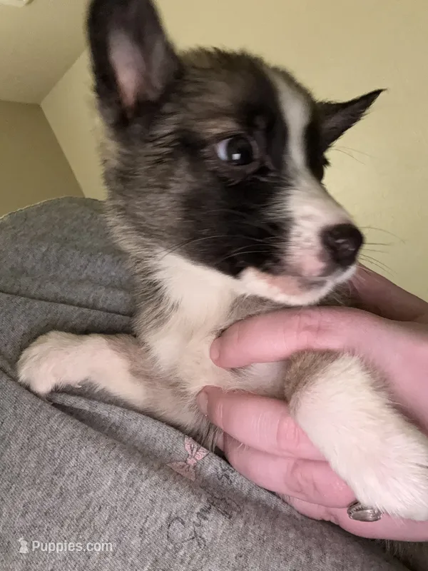 Tiny – German Shepherd Dog, Siberian Husky puppy for sale in Katy, TX