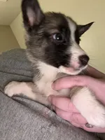 Tiny, a female German Shepherd Dog and Siberian Husky for sale in Katy, TX – 1 of 4