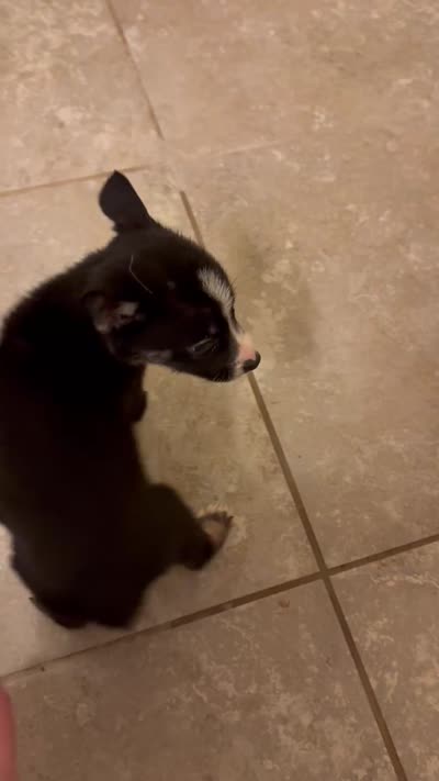 Princess, a female German Shepherd Dog and Siberian Husky for sale in Katy, TX – 4 of 4
