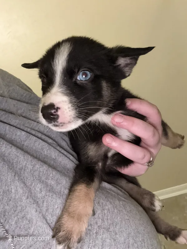 Princess – German Shepherd Dog, Siberian Husky puppy for sale in Katy, TX