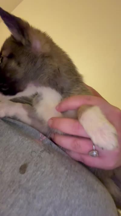 Tiny, a female German Shepherd Dog and Siberian Husky for sale in Katy, TX – 3 of 4
