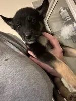 Bear , a male German Shepherd Dog and Siberian Husky for sale in Katy, TX – 3 of 4