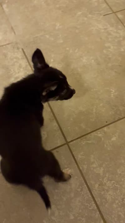 Skylar , a female German Shepherd Dog and Siberian Husky for sale in Katy, TX – 4 of 4
