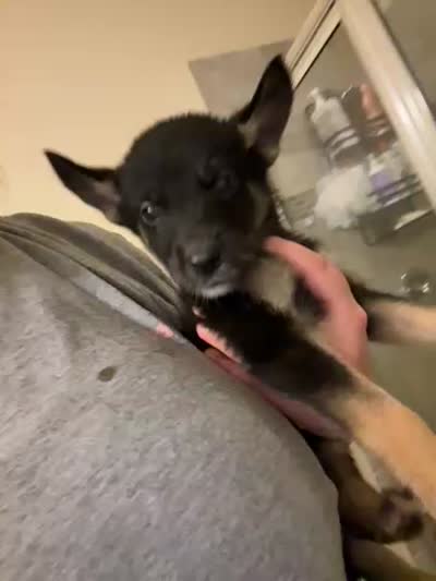 Bear , a male German Shepherd Dog and Siberian Husky for sale in Katy, TX – 4 of 4