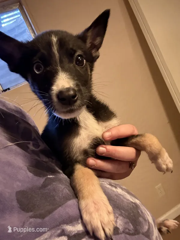 Ruby – German Shepherd Dog, Siberian Husky puppy for sale in Colorado Springs, CO