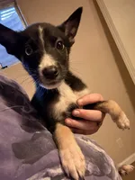 Ruby, a female German Shepherd Dog and Siberian Husky for sale in Colorado Springs, CO – 1 of 4