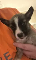 Tiny, a female German Shepherd Dog and Siberian Husky for sale in Katy, TX – 2 of 4