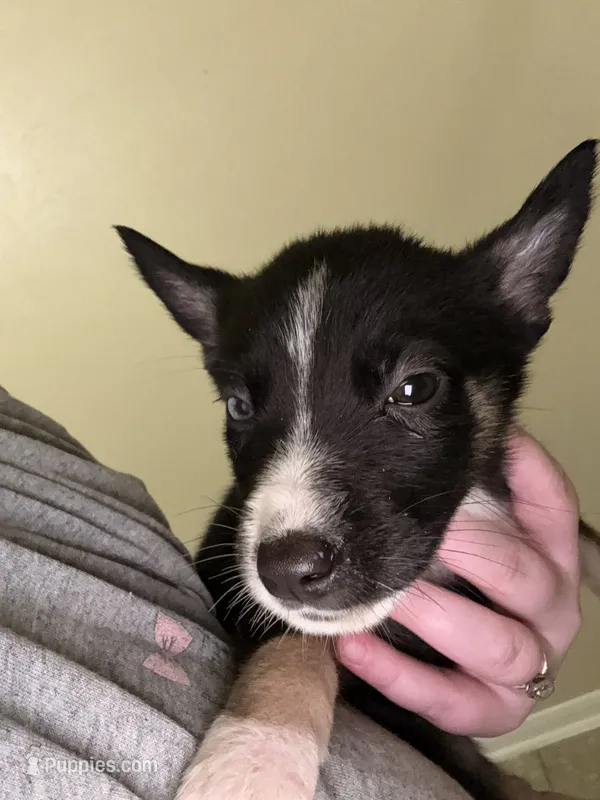 Ruby – German Shepherd Dog, Siberian Husky puppy for sale in Katy, TX