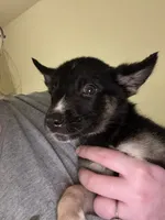 Skylar , a female German Shepherd Dog and Siberian Husky for sale in Katy, TX – 1 of 4