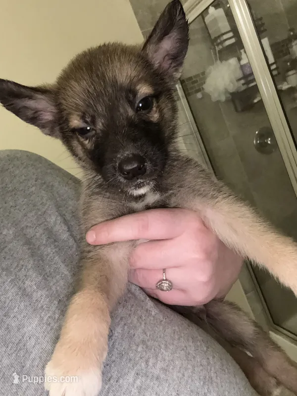 Ryder – German Shepherd Dog, Siberian Husky puppy for sale in Katy, TX
