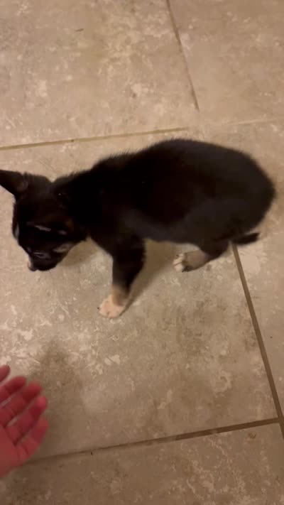 Ruby, a female German Shepherd Dog and Siberian Husky for sale in Katy, TX – 3 of 3