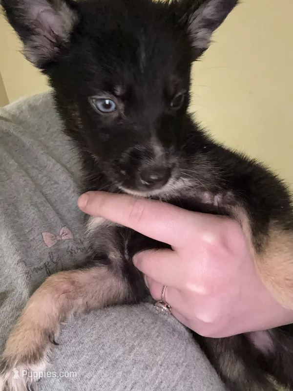 Mouse – German Shepherd Dog, Siberian Husky puppy for sale in Katy, TX