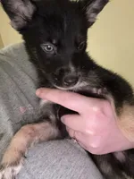 Mouse, a male German Shepherd Dog and Siberian Husky for sale in Katy, TX – 1 of 2