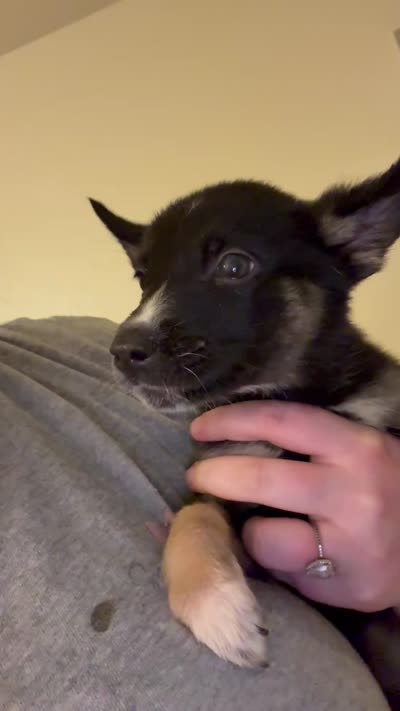 Skylar , a female German Shepherd Dog and Siberian Husky for sale in Katy, TX – 3 of 4