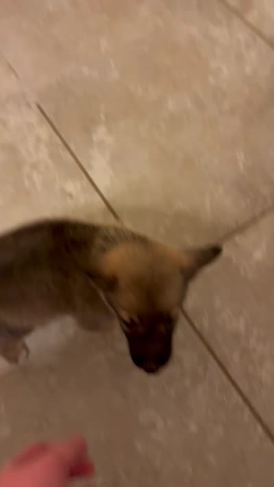 Ryder, a male German Shepherd Dog and Siberian Husky for sale in Katy, TX – 2 of 2