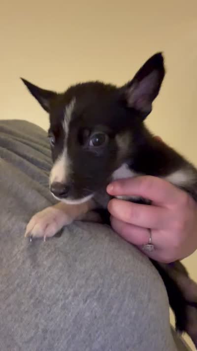 Ruby, a female German Shepherd Dog and Siberian Husky for sale in Katy, TX – 2 of 3
