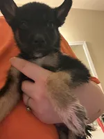Bear , a male German Shepherd Dog and Siberian Husky for sale in Katy, TX – 2 of 4