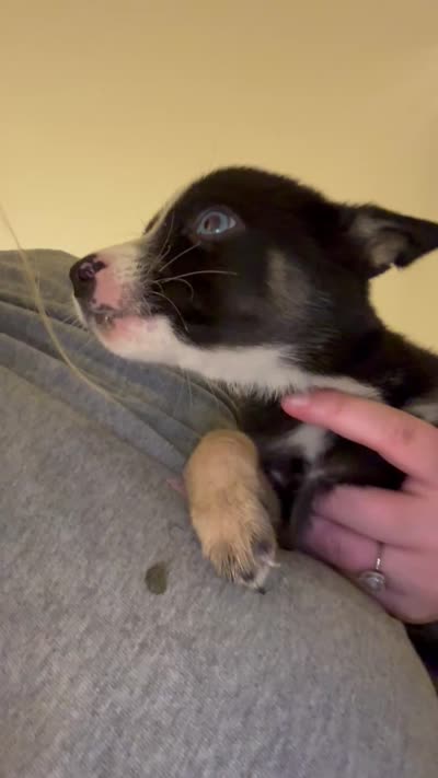 Princess, a female German Shepherd Dog and Siberian Husky for sale in Katy, TX – 3 of 4