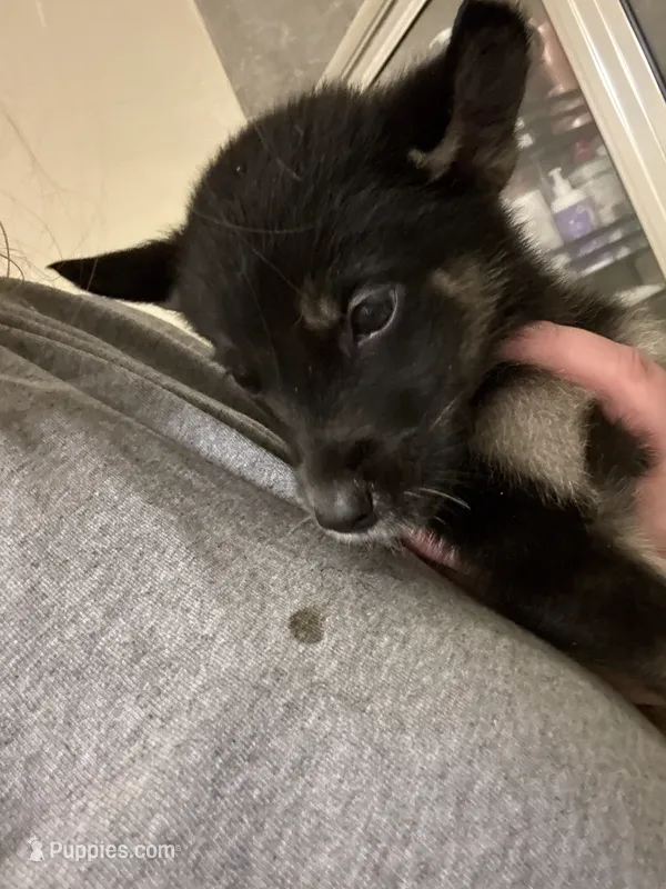 Bear  – German Shepherd Dog, Siberian Husky puppy for sale in Katy, TX