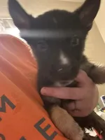Skylar , a female German Shepherd Dog and Siberian Husky for sale in Katy, TX – 2 of 4