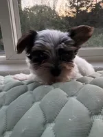 Boy#2, a male Yorkshire Terrier for sale in Sacramento, CA – 2 of 10