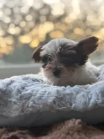 Boy#2, a male Yorkshire Terrier for sale in Sacramento, CA – 5 of 10