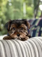 Boy#1, a male Yorkshire Terrier for sale in Sacramento, CA – 5 of 10