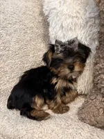 Girl#1, a female Yorkshire Terrier for sale in Sacramento, CA – 10 of 10