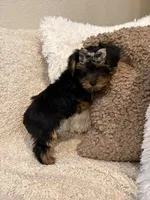 Girl#1, a female Yorkshire Terrier for sale in Sacramento, CA – 4 of 10