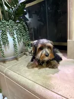 Boy#1, a male Yorkshire Terrier for sale in Sacramento, CA – 8 of 10