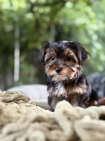 Boy#1, a male Yorkshire Terrier for sale in Sacramento, CA – 3 of 10