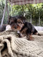 Boy#1, a male Yorkshire Terrier for sale in Sacramento, CA – 10 of 10