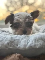 Boy#2, a male Yorkshire Terrier for sale in Sacramento, CA – 3 of 10