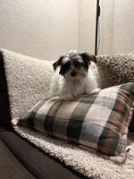 Boy#2, a male Yorkshire Terrier for sale in Sacramento, CA – 9 of 10