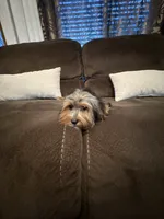 Boy#1, a male Yorkshire Terrier for sale in Sacramento, CA – 7 of 10