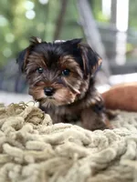 Boy#1, a male Yorkshire Terrier for sale in Sacramento, CA – 4 of 10