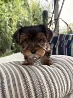 Boy#1, a male Yorkshire Terrier for sale in Sacramento, CA – 6 of 10
