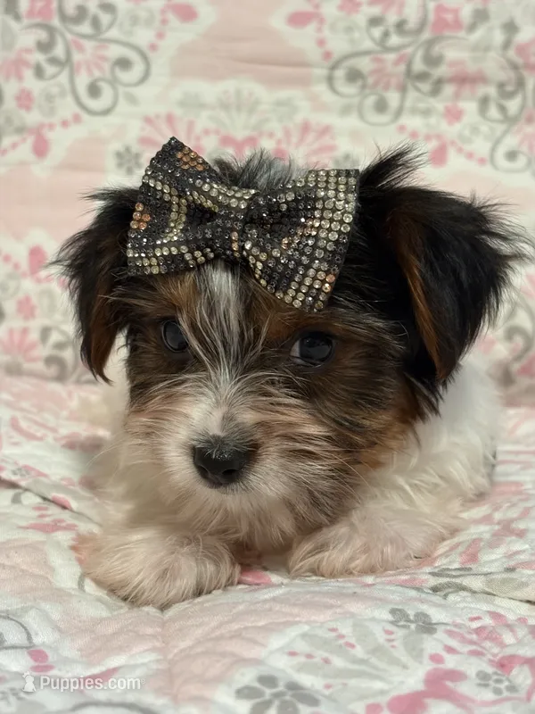 Girl#2 – Yorkshire Terrier puppy for sale in Sacramento, CA