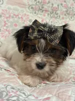 Girl#2, a female Yorkshire Terrier for sale in Sacramento, CA – 10 of 10