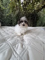 Boy#2, a male Yorkshire Terrier for sale in Sacramento, CA – 3 of 10