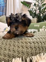 Girl#1, a female Yorkshire Terrier for sale in Sacramento, CA – 6 of 10