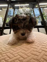 Girl#2, a female Yorkshire Terrier for sale in Sacramento, CA – 5 of 10