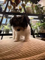 Girl#2, a female Yorkshire Terrier for sale in Sacramento, CA – 9 of 10